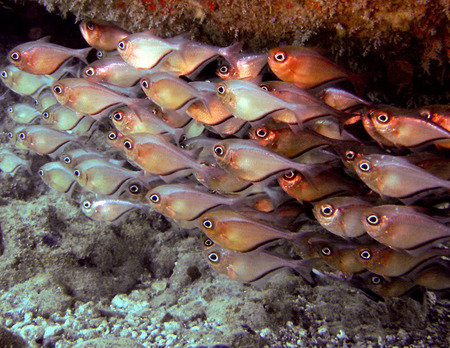 Eyes to the Left - fish, orange, shoal, eyes