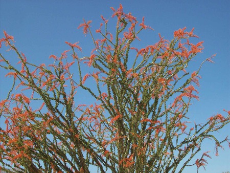 desert flowers - flowers, desert flowers, desert