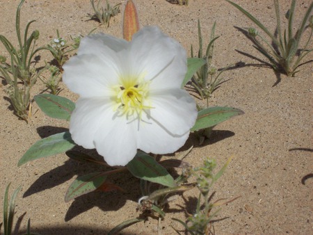 desert flowers - desert, flowers, desert flowers