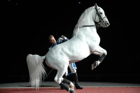 Lipizzaner Performance - lipizzaner horse, spanish, horses, lipizzaner, spanish horse, animals