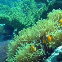 coral reef