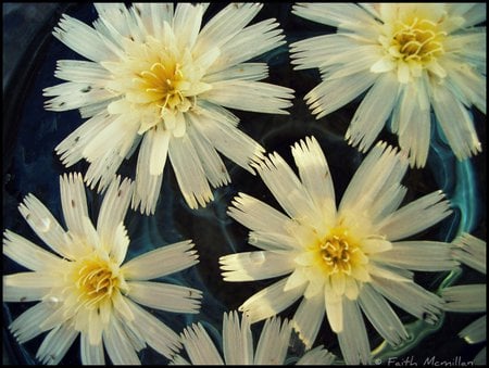 Flowers - flowers, pretty, white, water, floating, cross process, jug