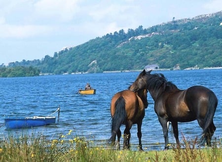 Horses Love - horses, two, river