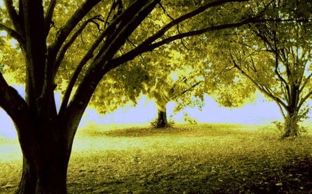 Neath the branches - branches, sky, trees, green, grass