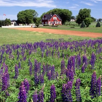 Lupines Kings County