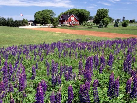 Lupines Kings County - house, purple flowers