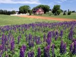 Lupines Kings County