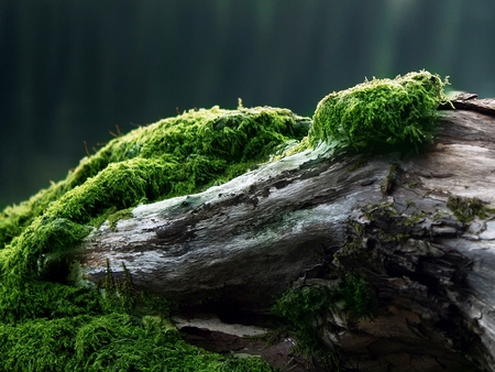 Moss - nice, water, rocks, lakes, lagoons, amazing, cool, log, green, tree, rivers, fungis, trunks, falls, waterfalls, moss, nature, blue, beautiful, stones, awesome, gray