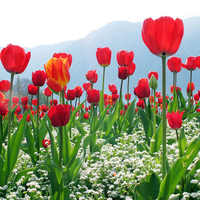 Red Tulips