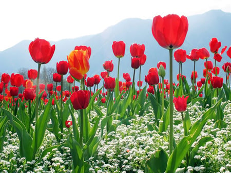 Red Tulips - nice, sky, tulips, mountains, field, blosson, white, amazing, cool, petals, romance, garden, fields, love, mounts, plants, nature, red, beautiful, lovingly, tulip, flowers, awesome, natural, flower