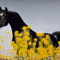 Stallion in the blooms 