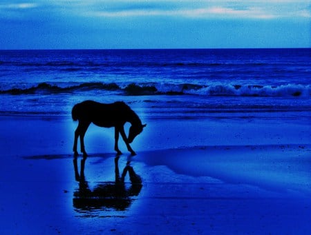 Stallion in sapphire - silhouette, sapphire, horse, beach