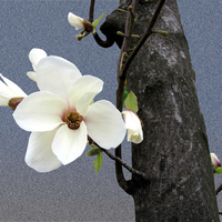 magnolia