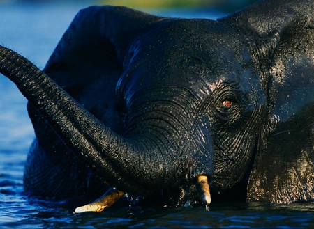 GAJENDRA - black, animal, elephant, huge, closeup, bathing