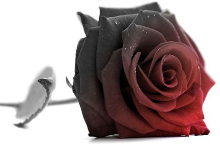 a rEd roSy - love, red, rose, black, flower