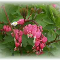 "Bleeding Heart"