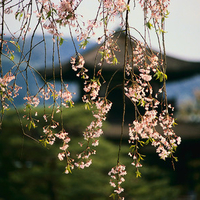 Pagoda and Sakura