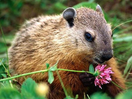 do you think i can eat it?! - squirrels, flower