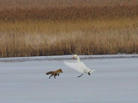 Fox versus Swan - fox versus swan, picture, cool