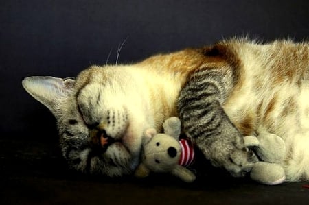 CUTE SLEEP - sleep, cuddle, toy, cat, kitty