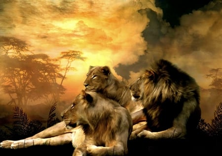 THE KING AND QUEENS - lion, wild, queens, king, lioness