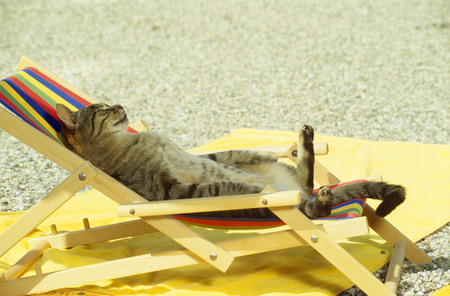 Cat enjoying the beach - nice, beach, cat, animals, sun bath, funny, beach chair, vacation, cool, relaxation, cats, rest, sand, summer heat, cute