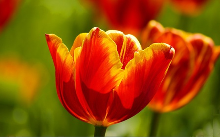 Firy Tulips - flowers, tulips, yellow, red