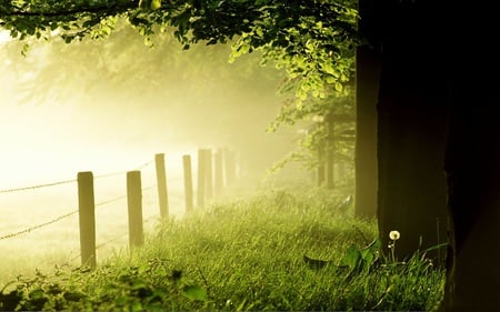 Forest Hedge - grass, fence, forest