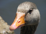 goose close up