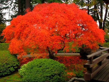 Red Tree - picture, red tree, cool