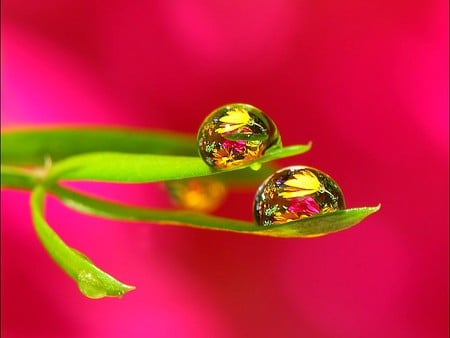 Water Drops - picture, beautiful, water drops