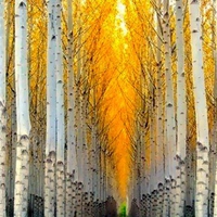 Beautiful Trees