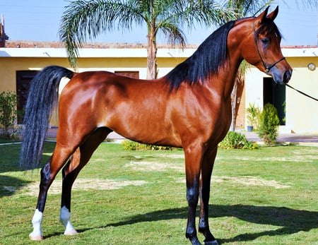 Handsome champ - beauty, brown, pose, stallion, black, strength