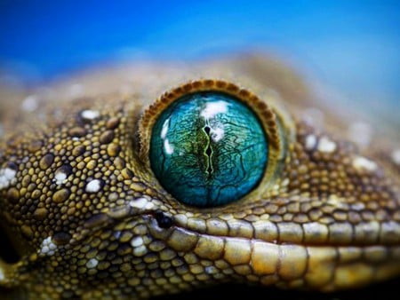 Blue Eye - blue eye, cool, picture