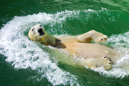 Swimming Bear - bear, picture, cool, swimming