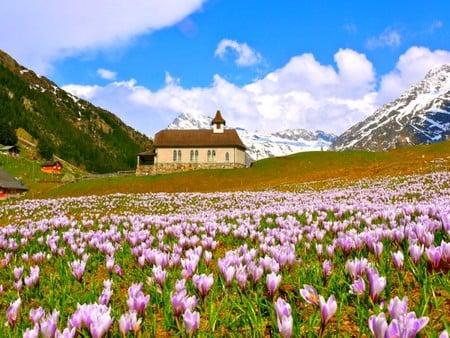 Wild Flowers - picture, beautiful, wild flowers