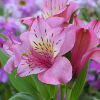 PRETTY COLOR PINK FLOWER