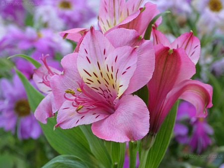 PRETTY COLOR PINK FLOWER - beautiful, color, is, flower, pink