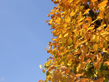 autumn nature - leaves, nature, tree, autumn