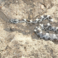 Black Rat Snake (juvinile)