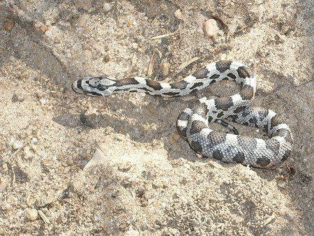 Black Rat Snake (juvinile)