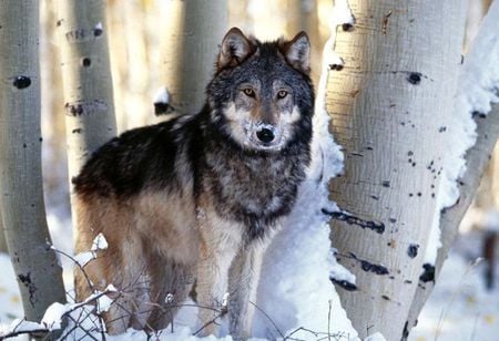 Wolf - lobo, animals, wolf, wild