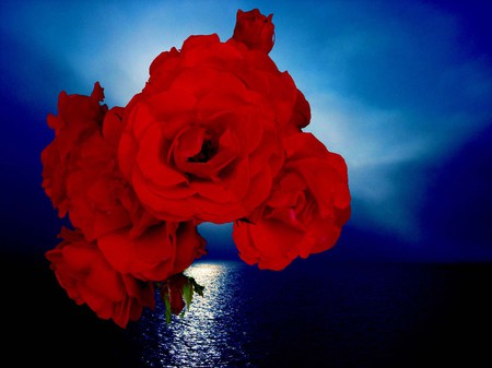 Roses across the sea - red, roses, light, sea, floating, blue