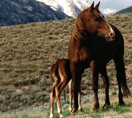 Mother's love - horse, powerful, animal, cavalo, stallion