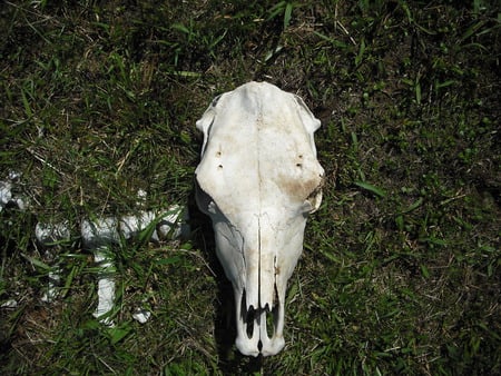 cow skull - bones, skull