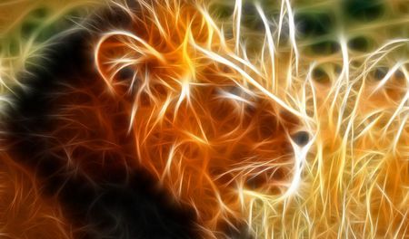 The king - king, leao, powerfull, lion, animals