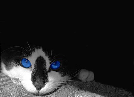 Blue eyes - cat, animals, funny, lovely, gato, cute, kitten