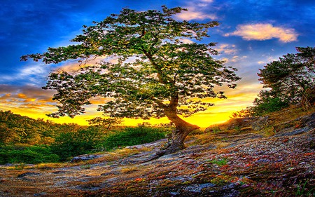 Here Where I Stand - nature, sky, mountain, forest, colorful, ray, sunrise