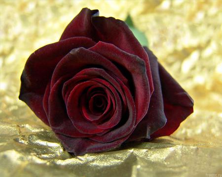 beautiful rose - rose, petals, red, beautiful