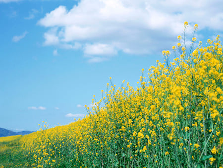 Japan Nature - nature, fields, japan